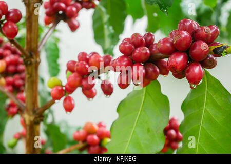 Nahaufnahme der Cherry Kaffeebohnen auf dem Zweig der Kaffeepflanze vor der Ernte, closeup Shot mit flachen dof Stockfoto