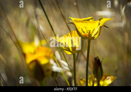 Mariposa Lilie, Mount Tamalpais State Park, Kalifornien, USA Stockfoto