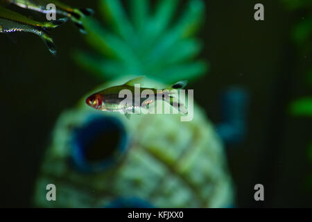 Schule von rummy - Nase Tetra schwimmen über eine unscharfe unter Wasser Ananas. Die tropischen Aquarium beherbergt diese Rot, Silber und Schwarz. Stockfoto