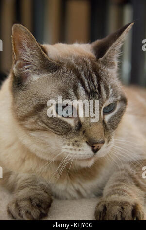 Tabby Point Siamesische Katze Stockfoto