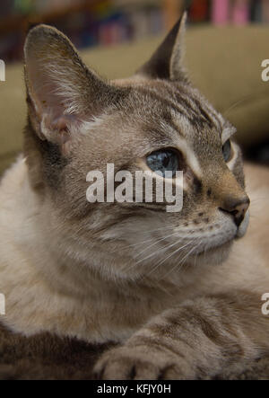 Tabby Point Siamesische Katze Stockfoto