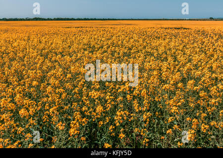 Schönen Raps Feld Irgendwo in Australien Stockfoto