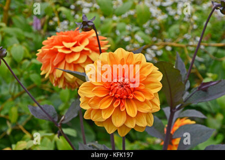 Dahlie 'David Howard' schließen in einem Cottage Garden Stockfoto