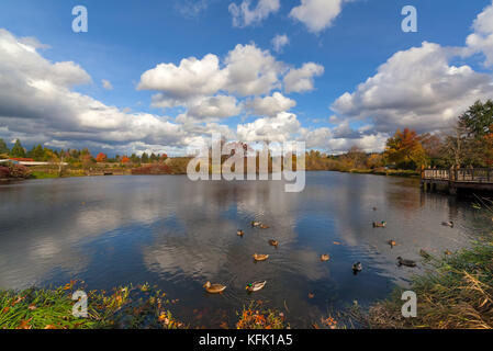 Commonwealth Park See mit Enten im See in Beaverton Oregon auf einem schönen Herbst Tag Stockfoto