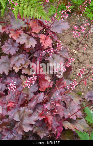 Heuchera 'Fire Chief' in einem Garten Grenze Stockfoto