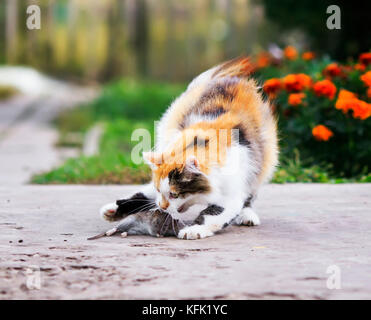 Schöne flauschige Katze spielt mit einer Gefangenen Maus rennt und wirft ihr Stockfoto