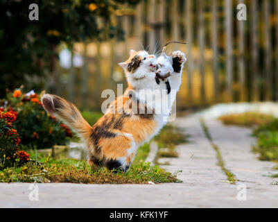 Schöne flauschige Katze spielt mit einer Gefangenen Maus rennt und wirft ihr Stockfoto