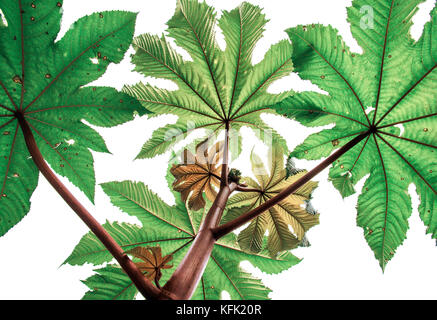 Grüne Zweige der Blume von einem Palm Arten von unten nach oben auf weißem Hintergrund isoliert Stockfoto
