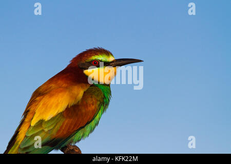 Bird of paradise mit schönen Federn auf dem Hintergrund der Himmel Stockfoto