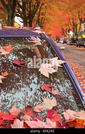 Blätter im Herbst auf einem Auto Windschutzscheibe auf ein Vancouver Straße. Stockfoto