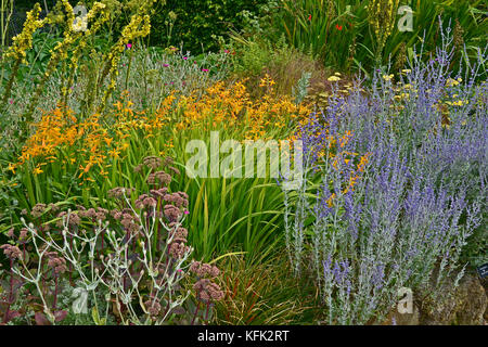 Garten Blume Grenze zu perovskia, crocosmia und molène einen farbenfrohen Display im Spätsommer Stockfoto