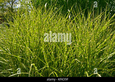 Gras Miscanthus sinensis 'zebrinus' wächst in einem Bereich, in dem verschiedene Gräser Stockfoto