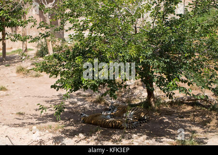 Zwei Tigern in Gefangenschaft, Spanien Stockfoto