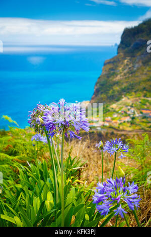 Agapanthus Blüten in einer Klippe. Stockfoto