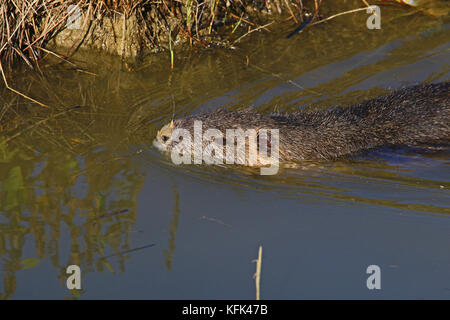 Nutrias oder Nutria und Art der Biber essen eine Wurzel in einem Bach in Italien lateinischer Name nutria myocastor Stockfoto