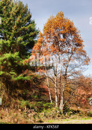 Bäume im Herbst Stockfoto