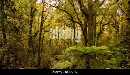 Wald im Fiordland-Nationalpark, Südinsel, Neuseeland Stockfoto