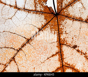 Hintergrund der verfallenen Openwork maple leaf zart Transparente form template Stockfoto