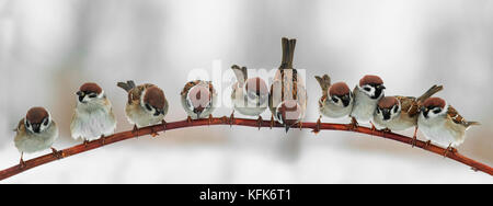 Panoramabild der lustigen niedlichen Vögel Spatzen sitzen auf einem Zweig in den Park und freuen uns Stockfoto