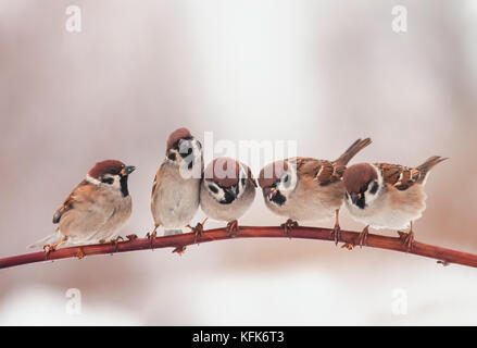Schöne Weihnachten Vögel sitzen auf otcei im Garten und lustige Rechts suchen Stockfoto