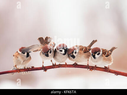 Schöne Weihnachten Vögel sitzen auf otcei im Garten und lustige Rechts suchen Stockfoto