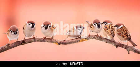 Panoramabild Weihnachten wunderschöne kleine Vögel sitzen auf einem Ast im Garten und lustige Rechts suchen Stockfoto