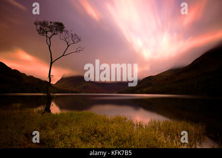 Einsamer Baum auf buttermere Lake, Lake District, Cumbria. England. Stockfoto