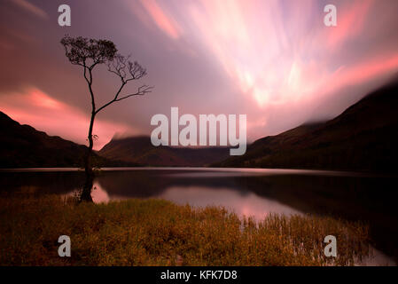 Einsamer Baum auf buttermere Lake, Lake District, Cumbria. England. Stockfoto