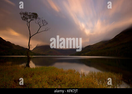 Ein einsamer Baum auf buttermere See im Herbst. Cumbria Lake District. England. Stockfoto