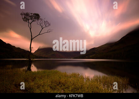 Einsamer Baum auf buttermere Lake, Lake District, Cumbria. England. Stockfoto