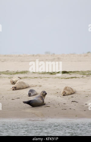 Seehunde (Phoca vitulina) auf einer Sandbank im Wattenmeer an der Nordsee Insel Juist in Ostfriesland, Deutschland, Europa. Stockfoto