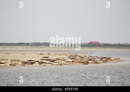 Seehunde (Phoca vitulina) auf einer Sandbank im Wattenmeer an der Nordsee Insel Juist in Ostfriesland, Deutschland, Europa. Stockfoto