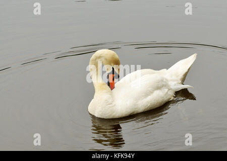 Ein einsamer weißer Schwan Schwimmen auf dem See und dem Stadtpark. Stockfoto