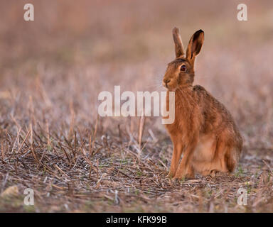 Feldhase (Lepus europaeus), Gloucestershire Stockfoto