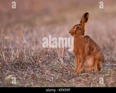 Feldhase (Lepus europaeus), Gloucestershire Stockfoto