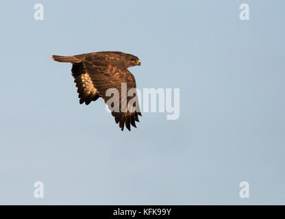 Eine wilde Mäusebussard (Buteo buteo) am Abend die Sonne über Gloucestershire Stockfoto