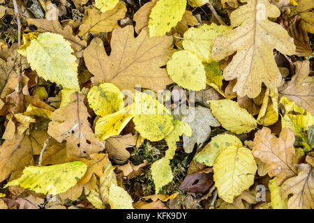 Trockene Blätter auf dem Boden. Blick von oben der toten Blätter von verschiedenen Arten von Bäumen, die den Boden in einem französischen Wald im Herbst. Stockfoto
