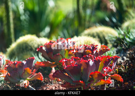 Sukkulenten kleiden Guilfoyle des Vulkans, einem Gebäude aus dem 19. Jahrhundert angelegten Stausee an der Royal Botanic Gardens, Melbourne. Stockfoto
