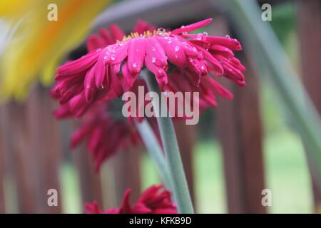 Freundschaft Stockfoto