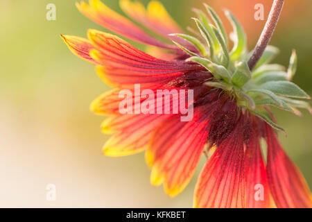 Nahaufnahme einer bunten Echinacea Blume Stockfoto