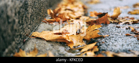 Ahorn trockenes Laub auf der Straße am Herbst gefallen Stockfoto