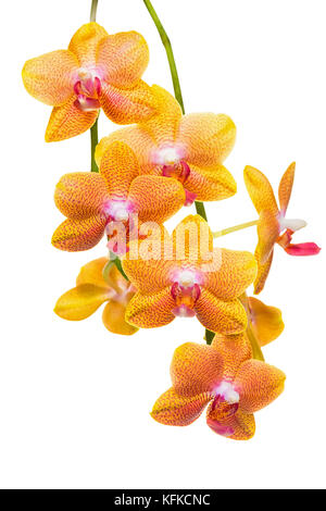 Schönen Zweig der ungewöhnlichen Spotted orange Orchidee, Phalaenopsis ist auf Hintergrund isoliert, Nahaufnahme, Make up Stockfoto