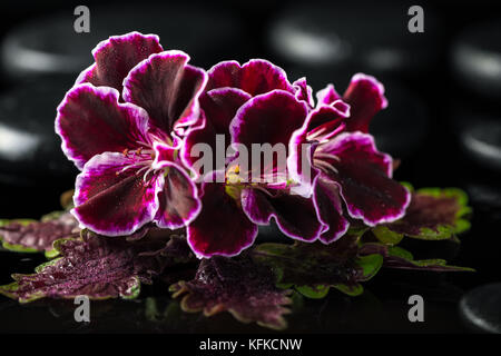 Wunderschöne Spa Einstellung von Geranium flower und Schwarz zen Steine mit Tropfen, Royal Pelargonium Stockfoto