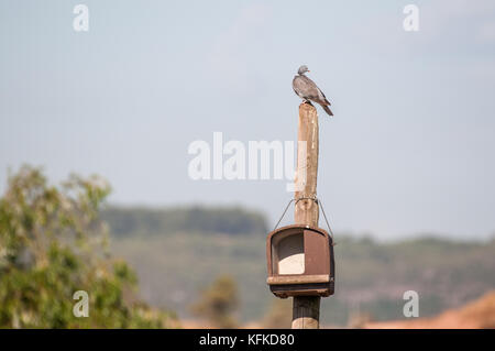 Gemeinsame Ringeltaube, Columba Palumbus, auf eine hölzerne Stange und in der Nähe ein Nest gehockt Stockfoto