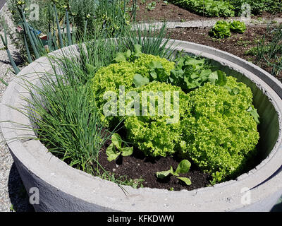 Hochbeet, kraeuter, Gemuese, gemuesebeet