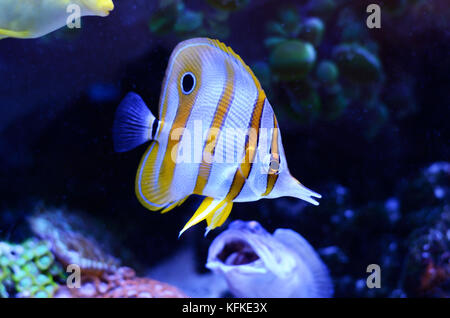Copperband Falterfische, Chelmon rostratus, Korallenriff Fische in einem dunkelblauen Wasser. Stockfoto