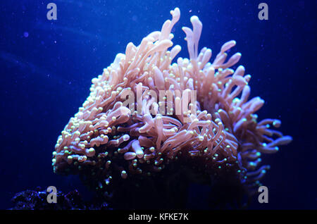 Seeanemone in einem dunkelblauen Wasser des Aquariums. Tropische Meeresleben Hintergrund. Stockfoto