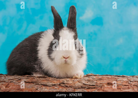 Junge schwarze und weiße Zwerg Kaninchen, 12 Wochen Stockfoto