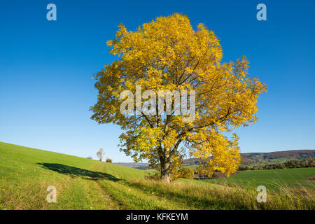 Europäische Esche (Fraxinus excelsior), Solitärbaum im Herbst, Biosphärenreservat Rhön, Hessen Stockfoto