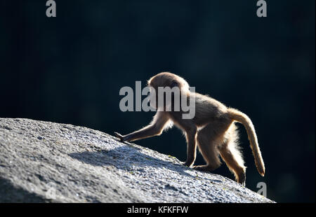 Gelada (theropithecus gelada), Jungen, Captive Stockfoto